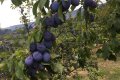 Prodaja: Vikendica u Dobropolju-Mekišu Prodaja: Vikendica u Dobropolju-Mekišu